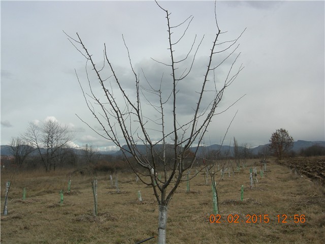 arčilend